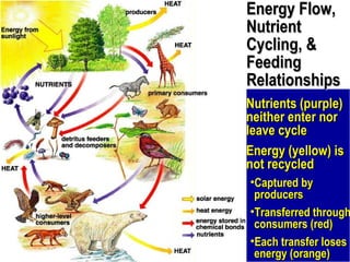 Energy Flow, Nutrient Cycling, & Feeding Relationships Nutrients  (purple) neither enter nor leave cycle Energy (yellow) is not recycled Captured by producers Transferred through consumers (red) Each transfer loses energy (orange) 