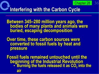 Interfering with the Carbon Cycle Between 345–280 million years ago, the bodies of many plants and animals were buried, escaping decomposition Over time, these carbon sources were converted to fossil fuels by heat and pressure  Fossil fuels remained untouched until the beginning of the Industrial Revolution Burning the fuels released it as CO 2  into the air   