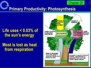 Primary Productivity: Photosynthesis Life uses < 0.03% of the sun's energy Most is lost as heat from respiration 
