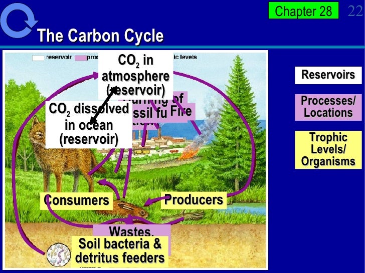 How Ecosystems Work Apbio