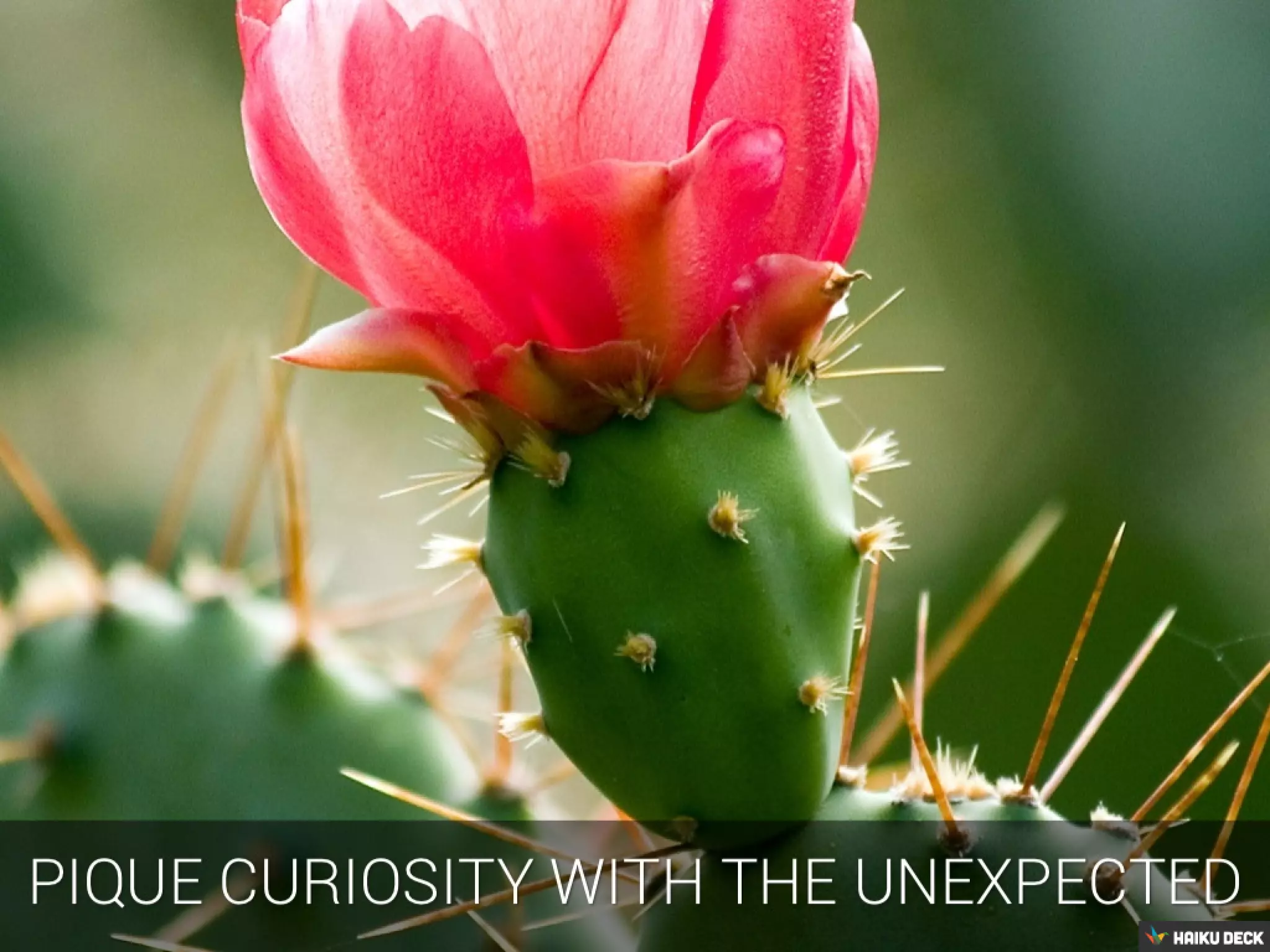 Photo by Tim Williams - http://www.flickr.com/photos/timmythesuk/462682783/
 