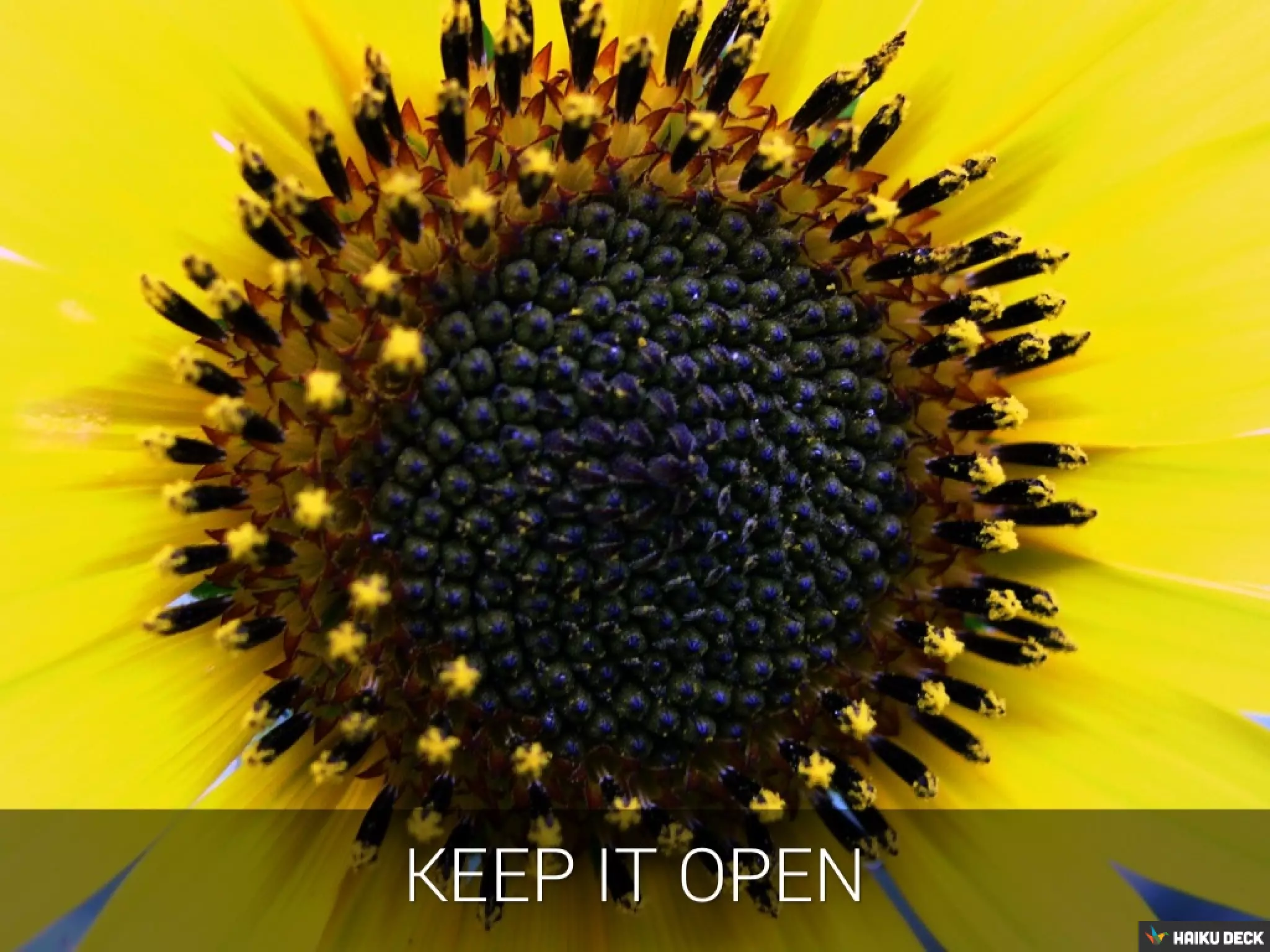 Photo by Jason Samfield - http://www.flickr.com/photos/jason-samfield/4870067604/
 