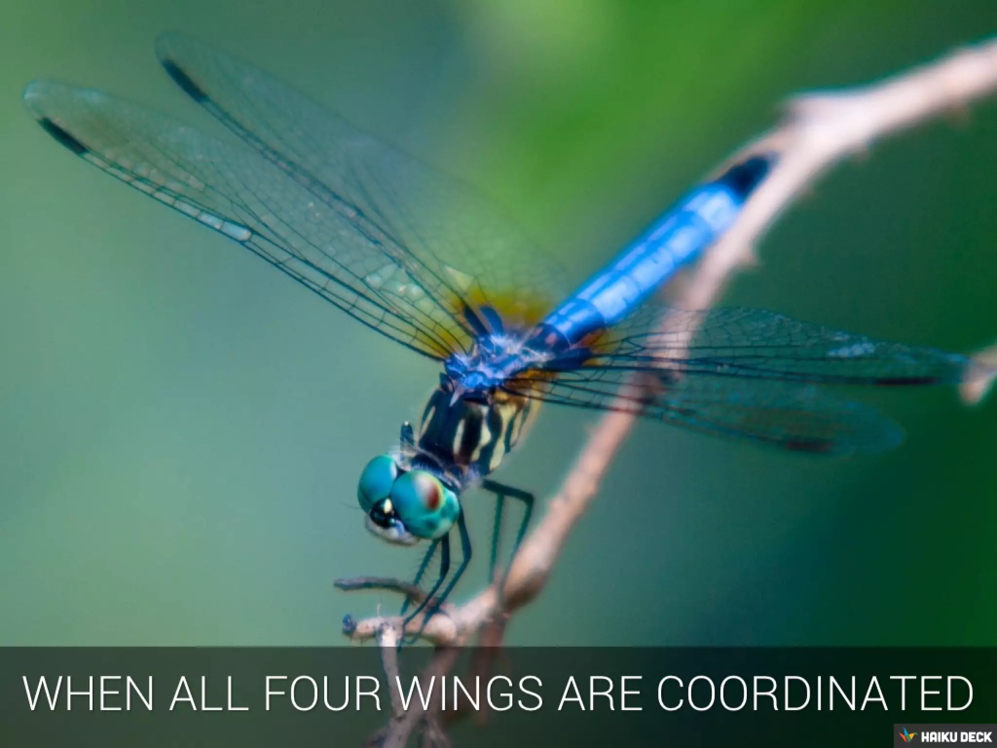 Photo by C AM Hale - http://www.flickr.com/photos/edgar1992/7868023022/
 