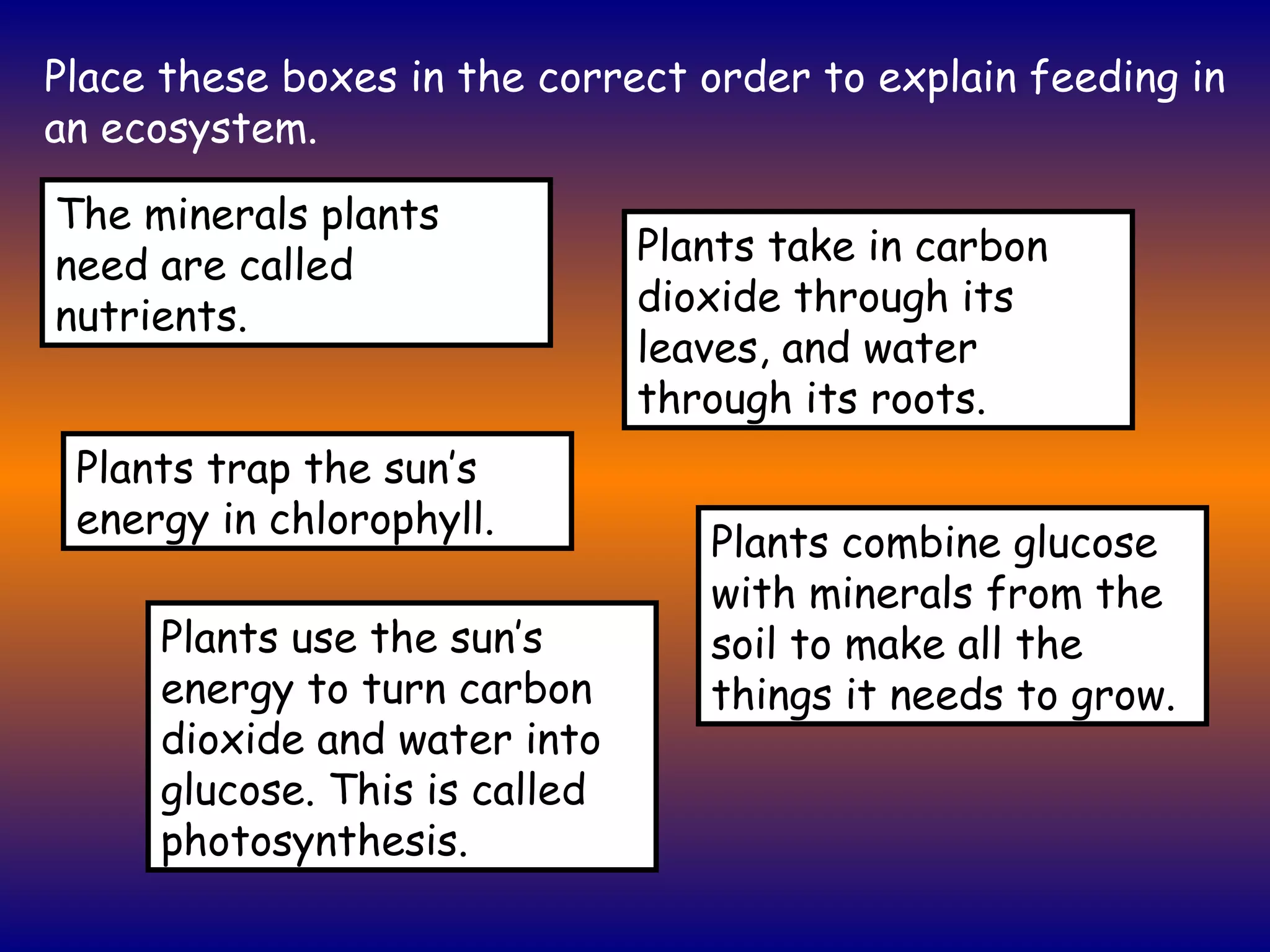 Place these boxes in the correct order to explain feeding in an ecosystem. Plants trap the sun’s energy in chlorophyll. Plants take in carbon dioxide through its leaves, and water through its roots. Plants use the sun’s energy to turn carbon dioxide and water into glucose. This is called photosynthesis. Plants combine glucose with minerals from the soil to make all the things it needs to grow. The minerals plants need are called nutrients. 