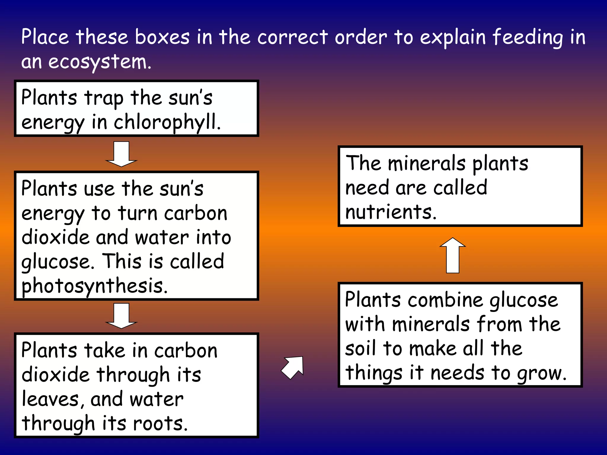 Place these boxes in the correct order to explain feeding in an ecosystem. Plants trap the sun’s energy in chlorophyll. Plants take in carbon dioxide through its leaves, and water through its roots. Plants use the sun’s energy to turn carbon dioxide and water into glucose. This is called photosynthesis. Plants combine glucose with minerals from the soil to make all the things it needs to grow. The minerals plants need are called nutrients. 