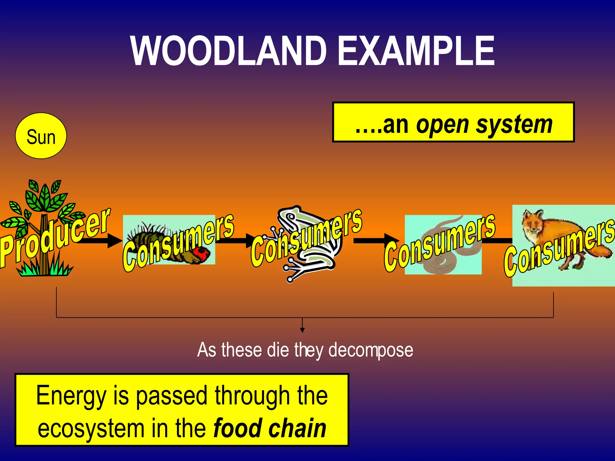 WOODLAND EXAMPLE Energy is passed through the ecosystem in the  food chain … .an  open system Consumers Consumers Consumers Producer Consumers As these die they decompose Sun 