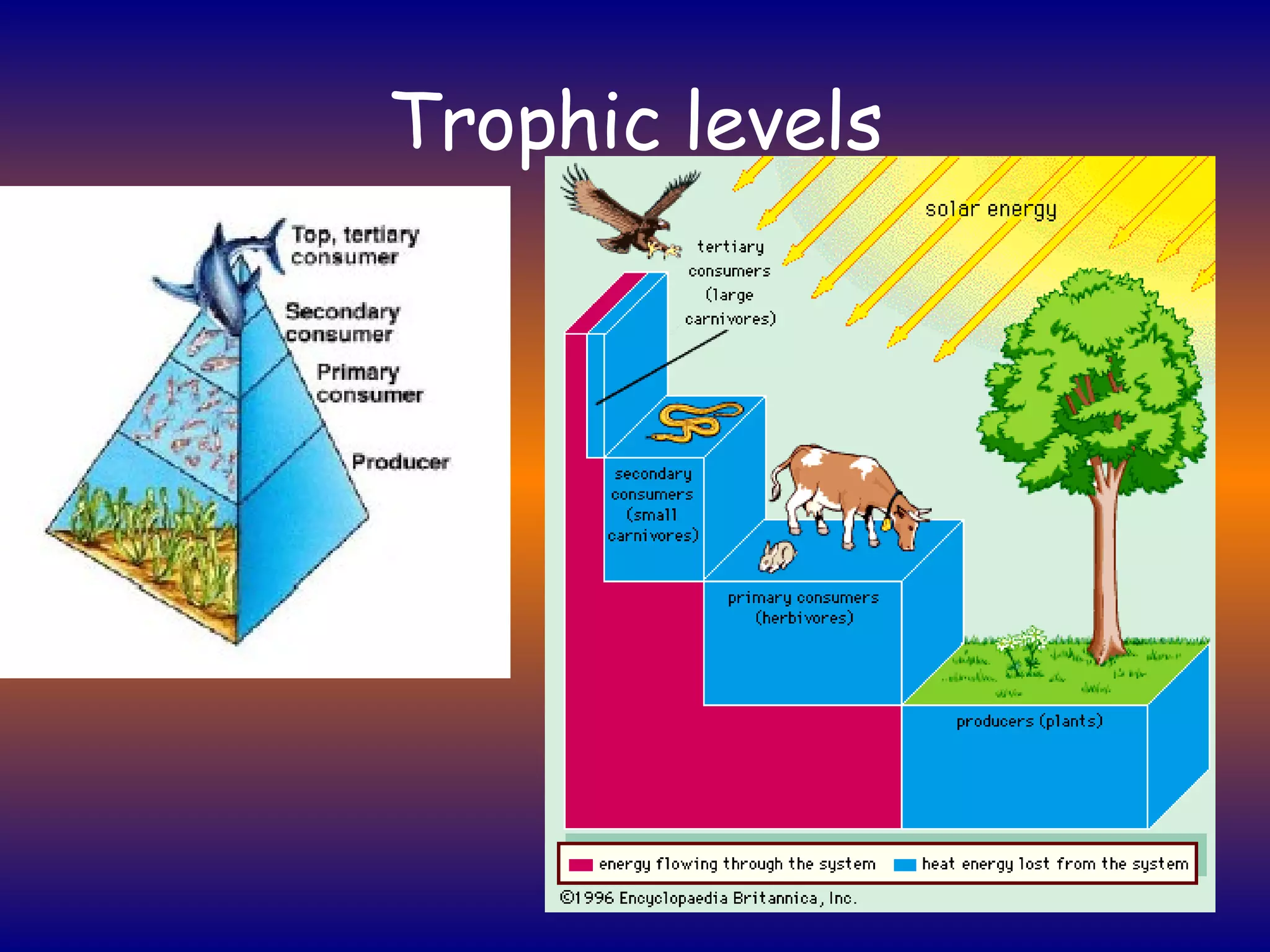 Trophic levels 
