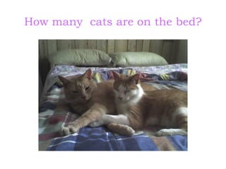 How many  cats are on the bed? 