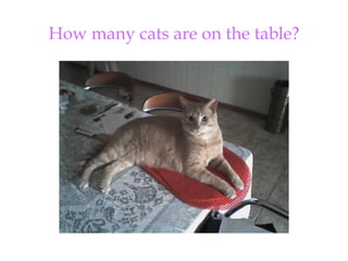 How many cats are on the table? 