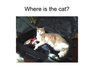 Where is the cat? 