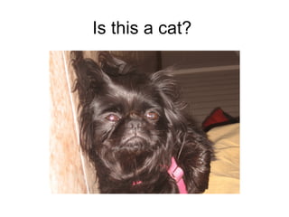 Is this a cat?  