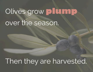 Olives grow plump
over the season.
Then they are harvested.
 