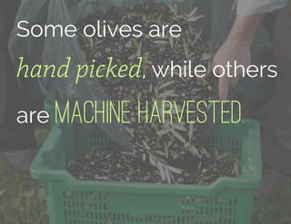 Some olives are
hand picked, while others
are machine harvested.
 