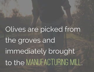 Olives are picked from
the groves and
immediately brought
to the manufacturing mill.
 