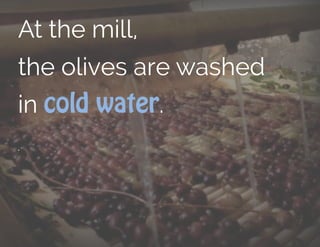 At the mill,
the olives are washed
in cold water.
.
 