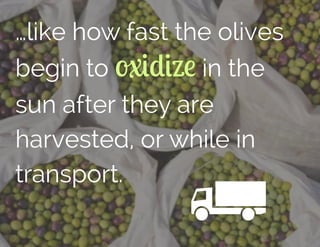 …like how fast the olives
begin to oxidize in the
sun after they are
harvested, or while in
transport.
 