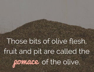 Those bits of olive ﬂesh,
fruit and pit are called the
pomace of the olive.
 