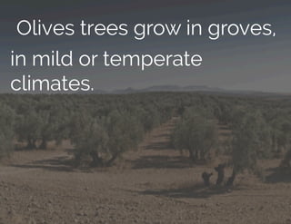 in mild or temperate
climates.
Olives trees grow in groves, 	
  
 