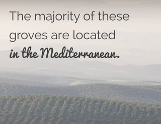 The majority of these
groves are located
in the Mediterranean.
 