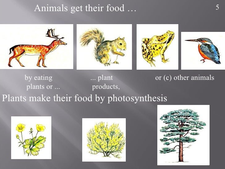 How plantsgetfood
