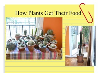 How Plants Get Their Food
 