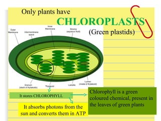 CHLOROPLASTS
Only plants have
It stores CHLOROPHYLL
It absorbs photons from the
sun and converts them in ATP
(Green plastids)
Chlorophyll is a green
coloured chemical, present in
the leaves of green plants
 