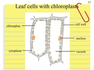 Leaf cells with chloroplasts
cell wall
nucleus
chloroplast
cytoplasm vacuole
11
 