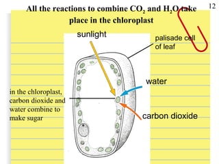 All the reactions to combine CO2 and H2O take
place in the chloroplast
sunlight
water
carbon dioxide
in the chloroplast,
carbon dioxide and
water combine to
make sugar
12
palisade cell
of leaf
 