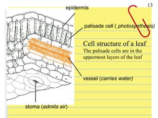 Cell structure of a leaf
The palisade cells are in the
uppermost layers of the leaf
epidermis
palisade cell ( photosynthesis)
vessel (carries water)
stoma (admits air)
13
 