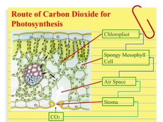 CO2
Stoma
Air Space
Spongy Mesophyll
Cell
Chloroplast
Route of Carbon Dioxide for
Photosynthesis
 