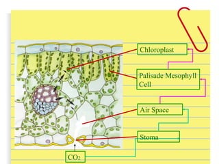 CO2
Chloroplast
Palisade Mesophyll
Cell
Stoma
Air Space
 