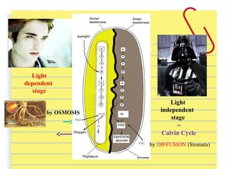 =
Calvin Cycle
Light
independent
stage
Light
dependent
stage
by DIFFUSION (Stomata)
by OSMOSIS
 