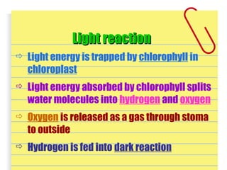  Light energy is trapped by chlorophyll in
chloroplast
 Light energy absorbed by chlorophyll splits
water molecules into hydrogen and oxygen
 Oxygen is released as a gas through stoma
to outside
 Hydrogen is fed into dark reaction
Light reactionLight reaction
 