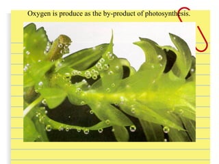 Oxygen is produce as the by-product of photosynthesis.
 