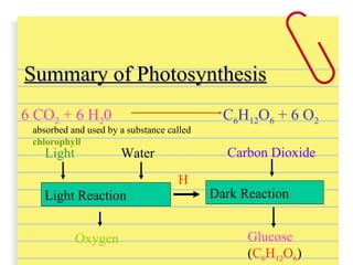Dark Reaction
Water
Oxygen Glucose
(C6H12O6)
Light Reaction
H
Summary of PhotosynthesisSummary of Photosynthesis
6 CO2 + 6 H20 C6H12O6 + 6 O2
Light Carbon Dioxide
absorbed and used by a substance called
chlorophyll
 
