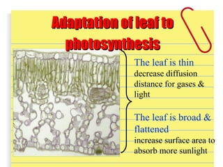 The leaf is thin
decrease diffusion
distance for gases &
light
The leaf is broad &
flattened
increase surface area to
absorb more sunlight
Adaptation of leaf toAdaptation of leaf to
photosynthesisphotosynthesis
 