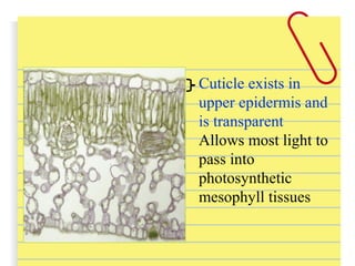 Cuticle exists in
upper epidermis and
is transparent
Allows most light to
pass into
photosynthetic
mesophyll tissues
 