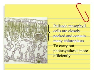 Palisade mesophyll
cells are closely
packed and contain
many chloroplasts
To carry out
photosynthesis more
efficiently
 