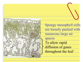 Spongy mesophyll cells
are loosely packed with
numerous large air
spaces
To allow rapid
diffusion of gases
throughout the leaf
 