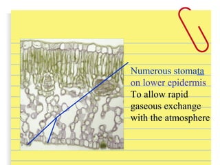 Numerous stomata
on lower epidermis
To allow rapid
gaseous exchange
with the atmosphere
 