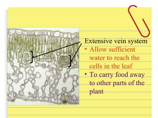 Extensive vein system
• Allow sufficient
water to reach the
cells in the leaf
• To carry food away
to other parts of the
plant
 