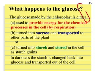 What happens to the glucose?
The glucose made by the chloroplast is either
(a) used to provide energy for the chemical
processes in the cell (by respiration)
(b) turned into sucrosesucrose and transportedtransported to
other parts of the plant
or
(c) turned into starchstarch and storedstored in the cell
as starch grains
In darkness the starch is changed back into
glucose and transported out of the cell
15
 
