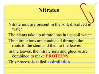 Nitrates
Nitrate ions are present in the soil, dissolved in
water
The plants take up nitrate ions in the soil water
The nitrate ions are conducted through the
roots to the stem and then to the leaves
In the leaves, the nitrate ions and glucose are
combined to make PROTEINS
This process is called assimilation
19
 