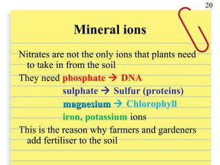 Mineral ions
Nitrates are not the only ions that plants need
to take in from the soil
They need phosphate  DNA
sulphate  Sulfur (proteins)
magnesiummagnesium  Chlorophyll
iron, potassium ions
This is the reason why farmers and gardeners
add fertiliser to the soil
20
 