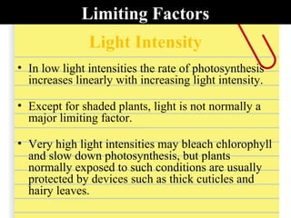 Limiting Factors
• In low light intensities the rate of photosynthesis
increases linearly with increasing light intensity.
• Except for shaded plants, light is not normally a
major limiting factor.
• Very high light intensities may bleach chlorophyll
and slow down photosynthesis, but plants
normally exposed to such conditions are usually
protected by devices such as thick cuticles and
hairy leaves.
Light Intensity
 