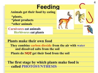 Feeding
Plants make their own food
They combine carbon dioxide from the air with water
and dissolved salts from the soil
Plants do NOTNOT get their food from the soil
The first stage by which plants make food is
called PHOTOSYNTHESIS
4
Animals get their food by eating
*plants,
*plant products
*other animals
Carnivores eat animals
Herbivores eat plants
 
