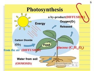 Photosynthesis
6
from the air (DIFFUSION)
(OSMOSIS)
a by-product(DIFFUSION)
glucose (C6H12O6)
 