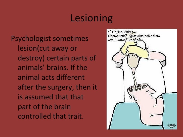 How Psychologists Study The Brain