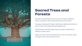Sacred Trees and
Forests
Trees like the peepul (bodhi tree) are sacred in Hinduism, Buddhism,
Sikhism, and Jainism, often adorned with turmeric and kumkum.
The peepul at Mahabodhi Temple in Bodh Gaya is believed to be linked to
the tree under which Buddha attained enlightenment.
A Mohenjo-daro seal shows peepul leaves, proving its importance for
millennia in Indian culture.
Peepul trees have medical uses (leaves for skin, bark for stomach issues)
and support birds and animals year-round.
 