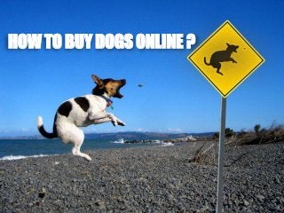 HOW TO BUY DOGS ONLINE ?

 